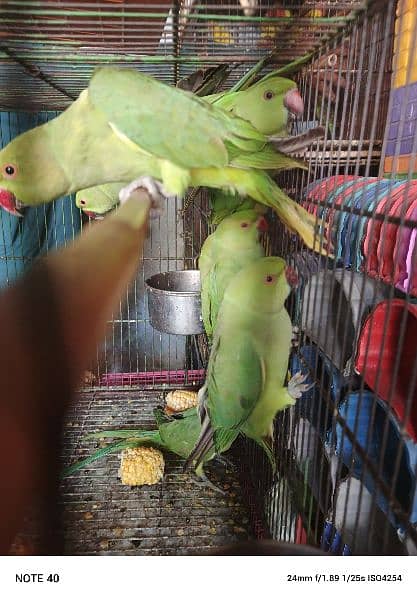 parrot available 2