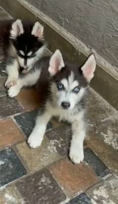 siberian Husky