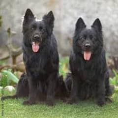 Pedigree long coated black German shepherd puppies for sale