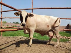 Fresien nokri cow, walaiti gay for sale