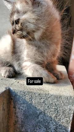 Cat for sale