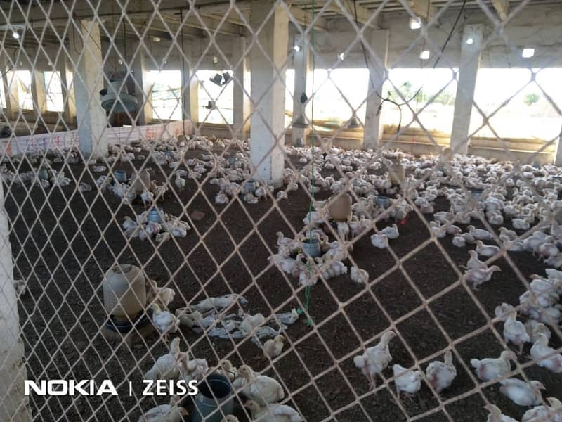 Poultry Farm on Main Jhelum-Chakwal Road, Only Serious Buyers. 6