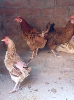 andon wali ghar ki desee hens for sale