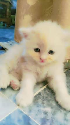 pershian  kitten gray and brown 0