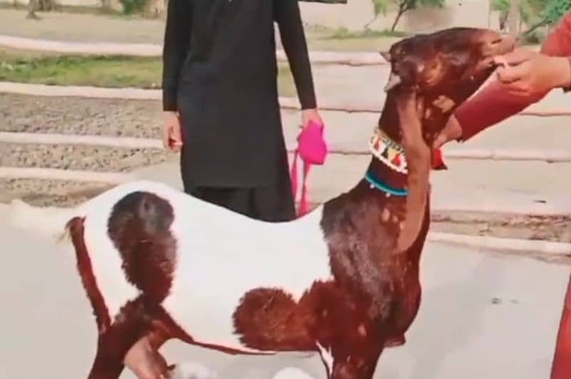 desi bakri for sale WhatsApp number 03487390292) 1