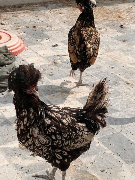 2 Egg laying fancy Polish hen 2