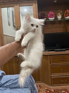 Persian Male kittens For Sale