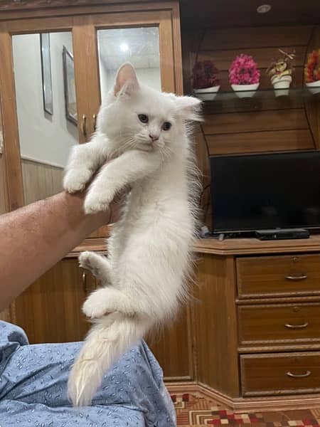 Persian Male kittens For Sale 1