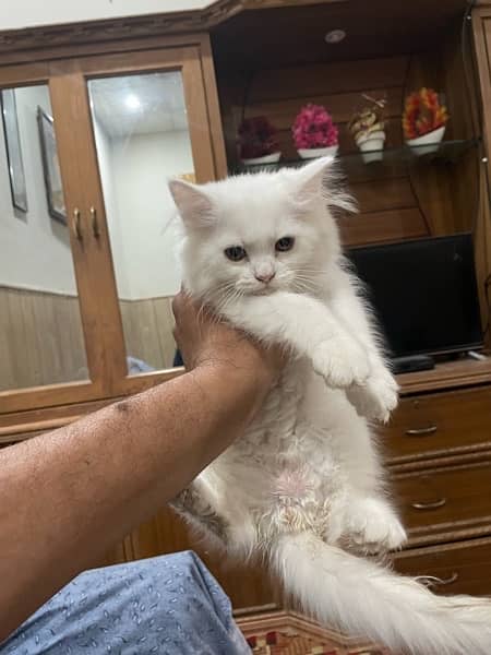 Persian Male kittens For Sale 2