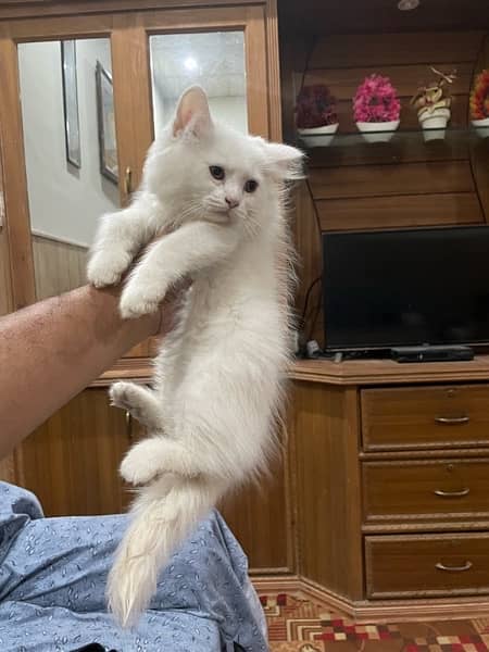 Persian Male kittens For Sale 3