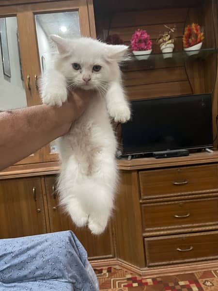 Persian Male kittens For Sale 4