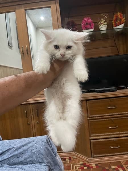 Persian Male kittens For Sale 5