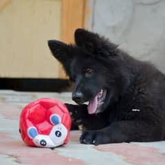 German shepherd black female puppy available