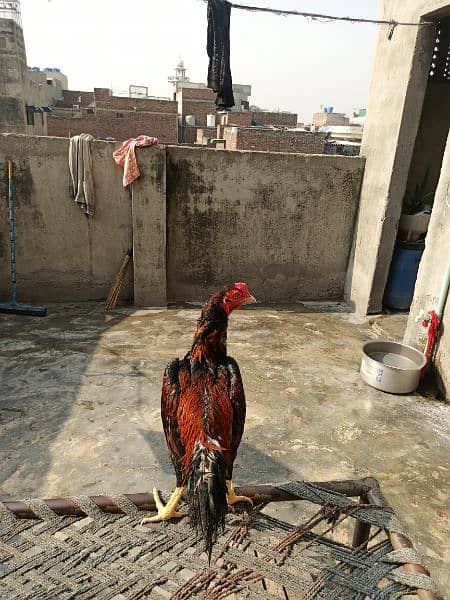 Sindhi aseel breader for sale 1