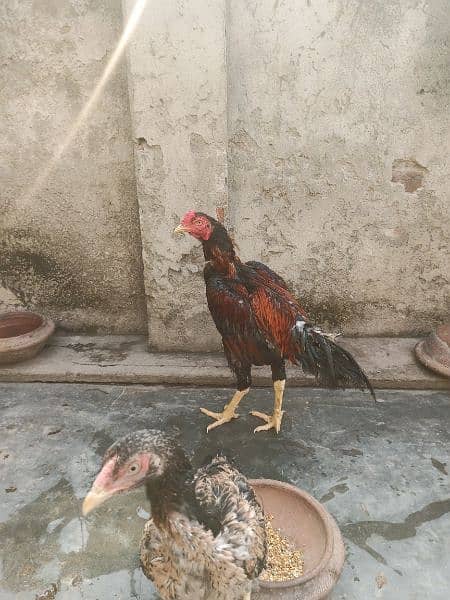 Sindhi aseel breader for sale 5