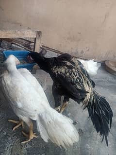 indian Parrort Beak Aseel Black Male For Sale