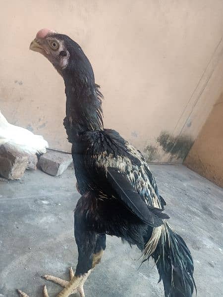 indian Parrort Beak Aseel Black Male For Sale 1