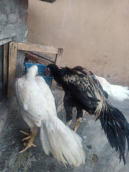 indian Parrort Beak Aseel Black Male For Sale 2