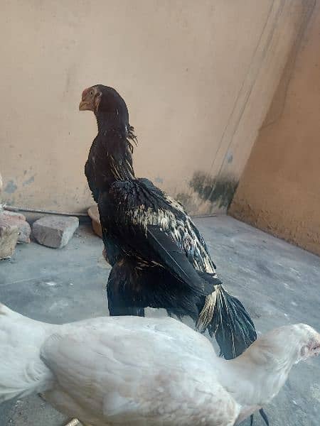 indian Parrort Beak Aseel Black Male For Sale 3