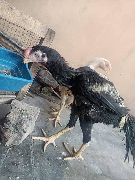 indian Parrort Beak Aseel Black Male For Sale 4