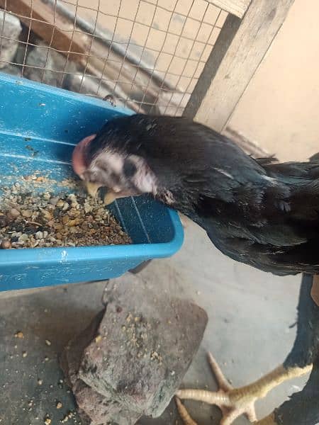 indian Parrort Beak Aseel Black Male For Sale 5