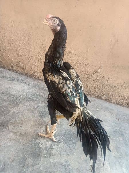 indian Parrort Beak Aseel Black Male For Sale 6