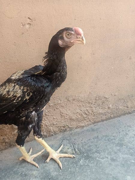 indian Parrort Beak Aseel Black Male For Sale 7