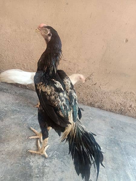 indian Parrort Beak Aseel Black Male For Sale 8