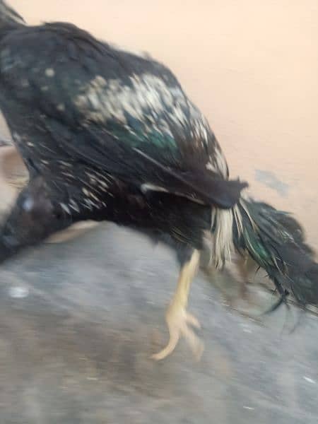 indian Parrort Beak Aseel Black Male For Sale 9