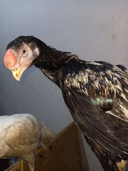 indian Parrort Beak Aseel Black Male For Sale 10