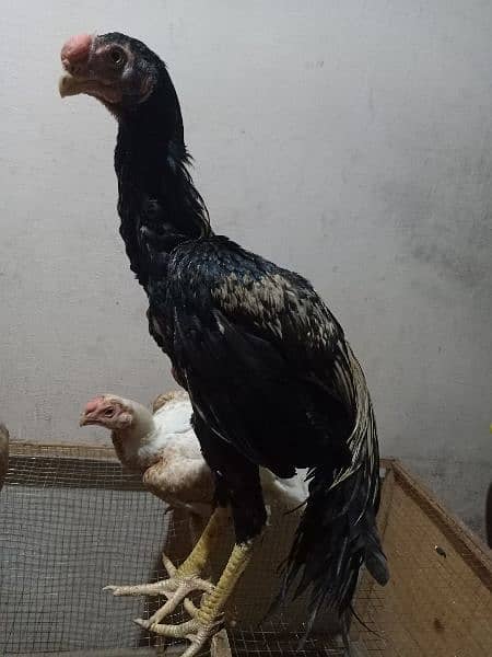 indian Parrort Beak Aseel Black Male For Sale 11