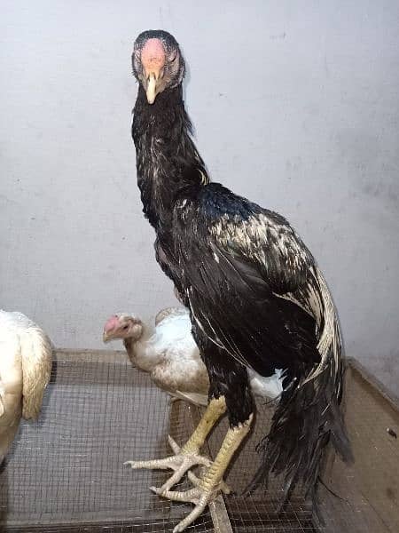 indian Parrort Beak Aseel Black Male For Sale 12