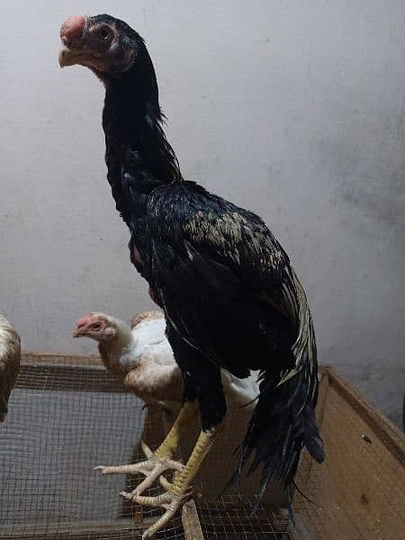 indian Parrort Beak Aseel Black Male For Sale 13