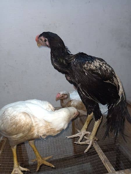 indian Parrort Beak Aseel Black Male For Sale 14