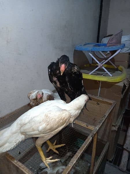 indian Parrort Beak Aseel Black Male For Sale 15