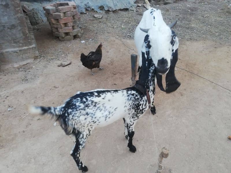 Goat For Sale 1