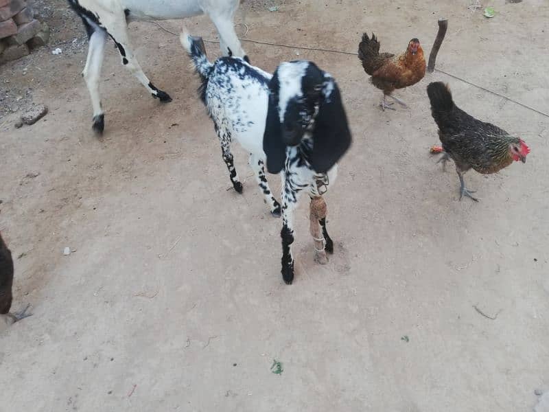 Goat For Sale 2