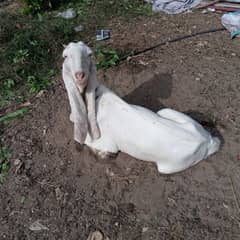 all female goats and kids are For Sale