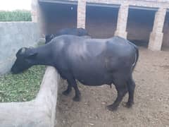 tiyar buffalo