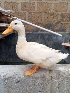 Female Duck