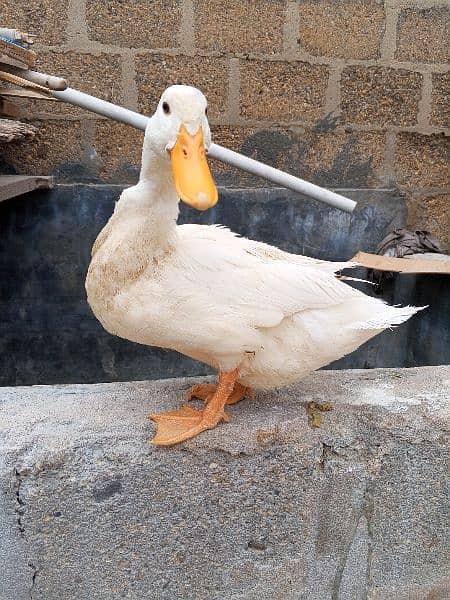 Female Duck 4