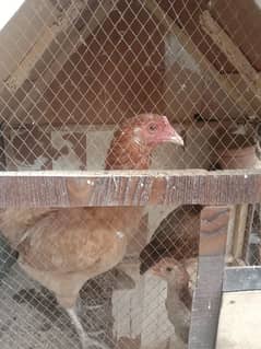 Hens (Sindhi Murgi)