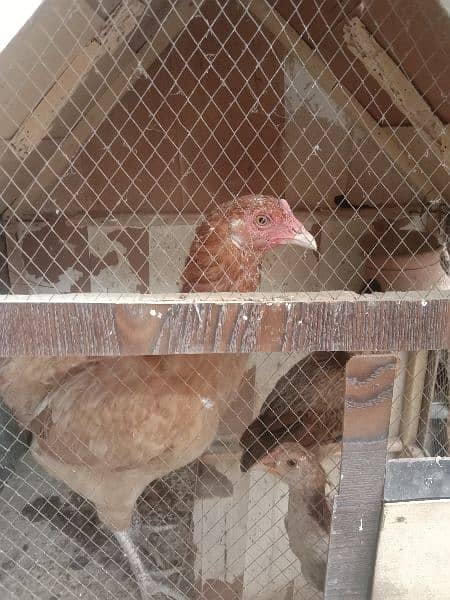 Hens (Sindhi Murgi) 0