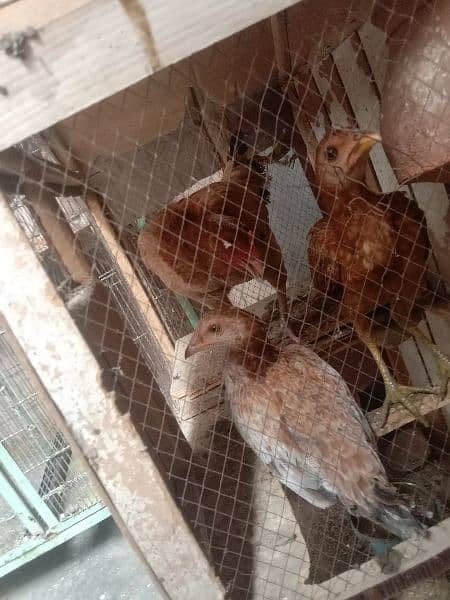 Hens (Sindhi Murgi) 2