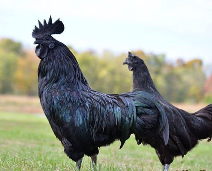 original ayam cemani grunted black meat available 0