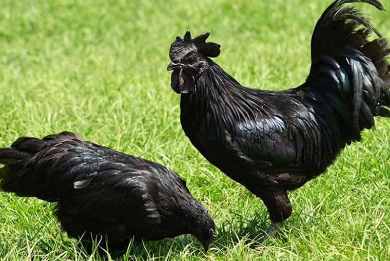 original ayam cemani grunted black meat available 1