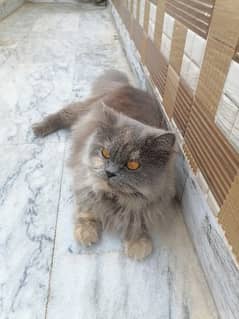 Persian Cat High Quality 03335603817