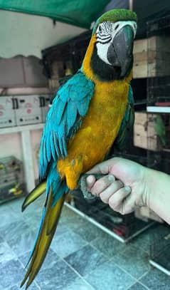 macaw Parot 0