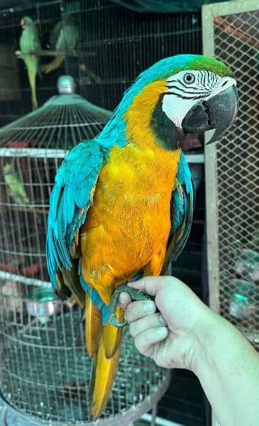 macaw Parot 1