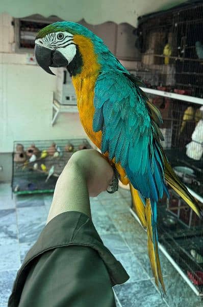 macaw Parot 2